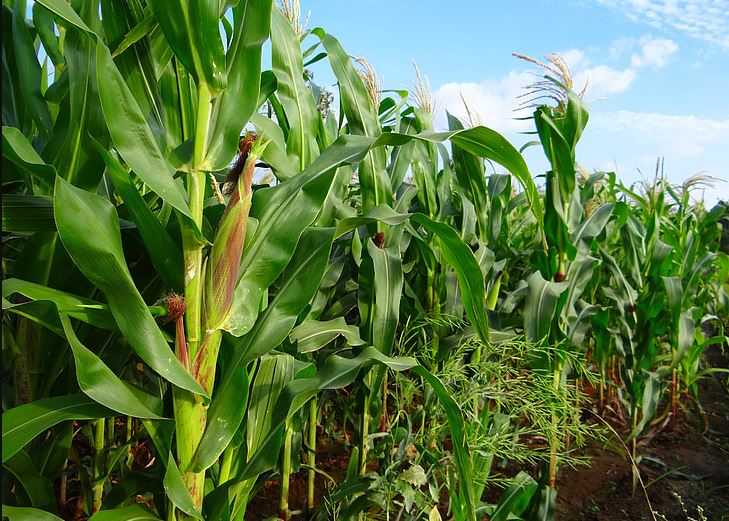 Warehouse receipt system in Kenya open doors to maize farmers