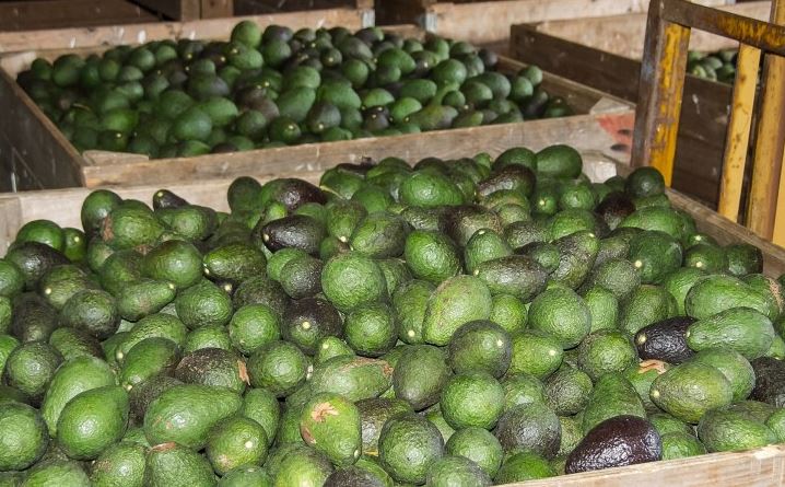 Rwanda to launch avocado sea freight shipment